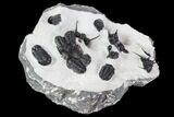 Gerastos, Cyphaspis, & Platyscutellum Trilobite Cluster #106980-4